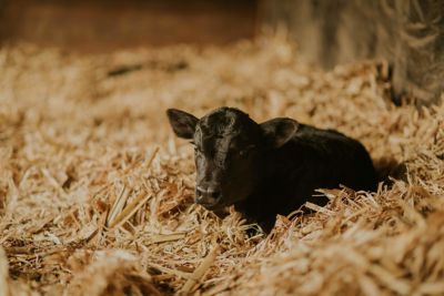 Image showing  CS Bovine Colostrum Supplement, 350 g