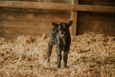 Image showing  CS Bovine Colostrum Supplement, 350 g