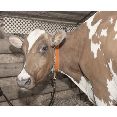 Image showing  Leather Neck Strap Cow Collar, 1-1/2 in. x 40 in.