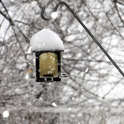 Image showing  37 in. Deck Hook, Double Forged Metal Pole & with Clamp, 360 Degree Swivel, Ideal for Bird Feeders, Planters