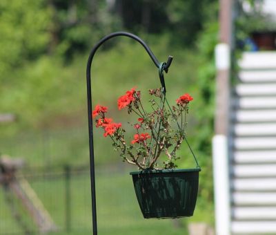 Image showing 5 th Ashman Shepherd Hook (2 Pack), 90-Inches Rust Resistant Steel Hook Ideal for Weddings, Hanging Plant Baskets, Lanterns, Feeders