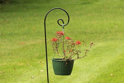 Image showing  65 in. Steel Curled Shepherd Hooks, Ideal for Hanging Bird Feeders, Plant Hanging Baskets, Christmas Lights, 2-Pack