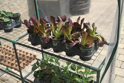 Image showing  Mini Greenhouse 4.6 x 4.6 x 6.4ft.