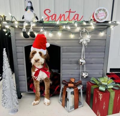 Image showing  Heavy-Duty Indoor/Outdoor Wooden Dog Crates House with Iron Frame, 43 x 29 x 33 in.