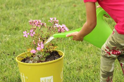 Image showing  Set of 6 Watering Can, Indoor and Outdoor Use, Assorted Colors included Red, Green, Yellow, 2 Liter Capacity