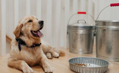 Image showing  10 gal. Galvanized Steel Locking Lid Storage Can with Lid