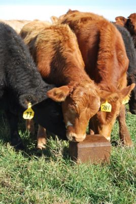 Image showing  Bloat Guard Pressed Cattle Supplement Block, 33 lb.