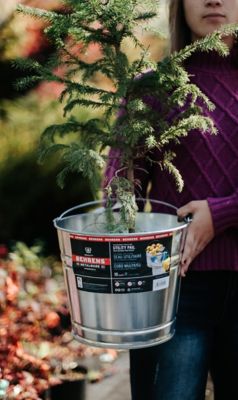 Image showing 6 th 12 qt. Galvanized Steel Pail