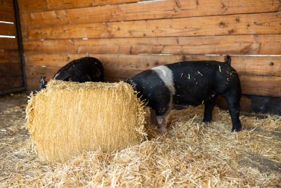 Image showing  Premium Products Certified Straw Compressed Bale Animal Bedding, 3.6 cu. ft.