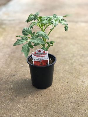 Barnes 1801Pk Vegetables 3.5 in.