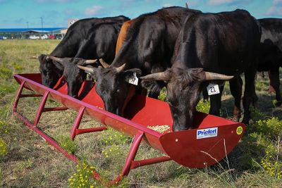 Image showing  10 ft. Feed Bunk with Metal Liner