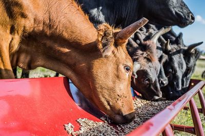 Image showing  10 ft. Feed Bunk with Metal Liner