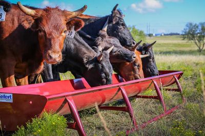 Image showing  10 ft. Feed Bunk with Metal Liner