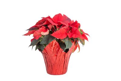6 in. Poinsettia Red Assortment