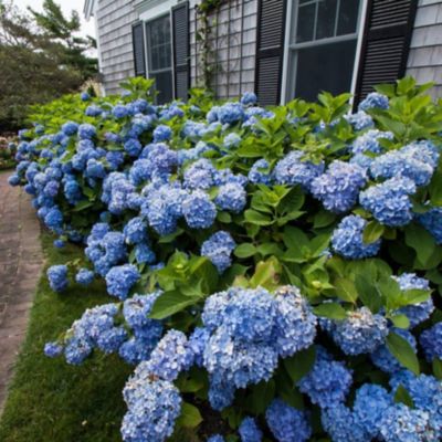 Endless Summer 2 gal. Potted Bloomstruck Hydrangea Plant