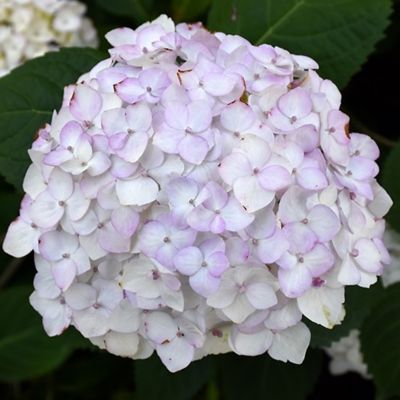 Hydrangea4937　1202 Endless Summer Purple Bloomstruck Bigleaf Hydrangea