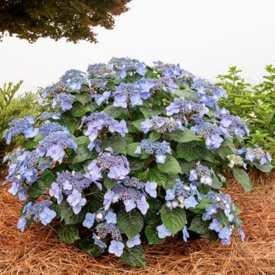 Endless Summer 2 gal. Pop Star Hydrangea Plant