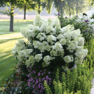 Proven Winners 2 gal. Bobo Hydrangea Plant