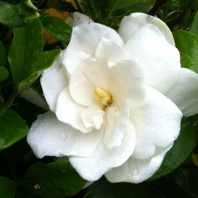 Flowerwood Nursery 1 gal. Potted August Beauty Gardenia Plant