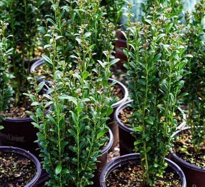 Southern Living 2 gal. Red Sky Ilex Plant