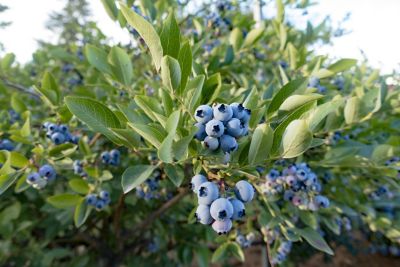 Southern Living 1 gal. Takes the Cake Blueberry Plant