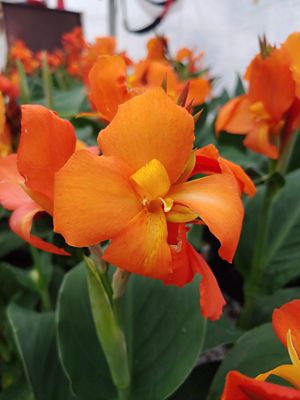 Southern Living 2 gal. Orange Shades Cannova Canna Plant