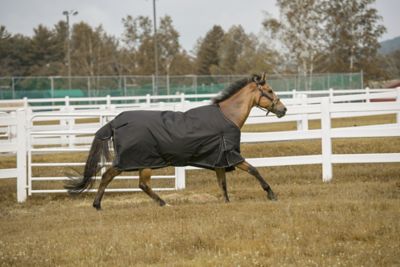 Buy Horze Turin Medium Weight Turnout Rug, 150g