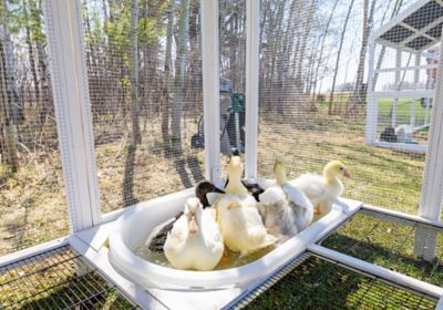 Image showing 6 th Zylina Modern Duck Barn, 15 Duck Capacity