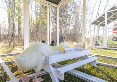 Image showing 7 th Zylina Modern Duck Barn, 15 Duck Capacity