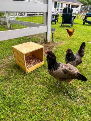 Image showing  1-Compartment Best Rest Nesting Box