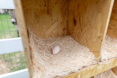 Image showing 7 th Zylina 3-Compartment Best Rest Nesting Box