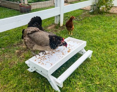Image showing  5 lb. Snack-N-Feed Chicken Picnic Table