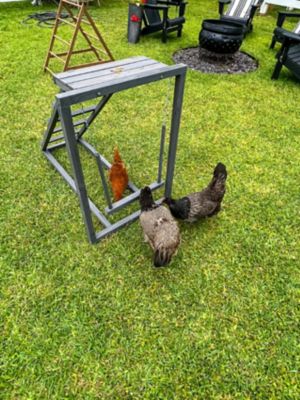 Image showing  Play-N-Roost Ladder & Swing