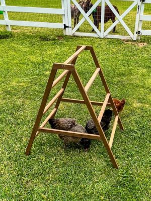 Zylina Play-N-Roost Roosting Ladder, DDP-1740L