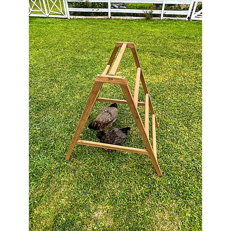 Zylina Play-N-Roost Roosting Ladder, DDP-1740L