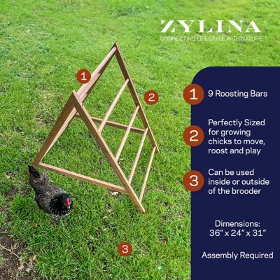 Image showing  Play-N-Roost Chick Activity Center