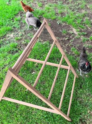 Image showing  Play-N-Roost Chick Activity Center