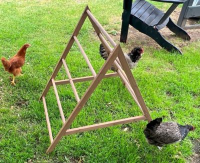 Image showing  Play-N-Roost Chick Activity Center