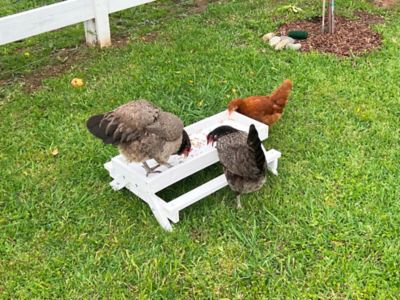 Image showing  Healthy Mealworm Poultry Treats
