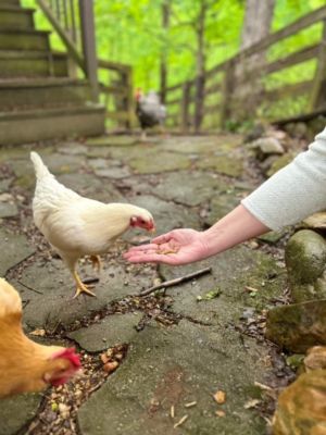 Image showing 5 th Zylina Healthy Mealworm Poultry Treats