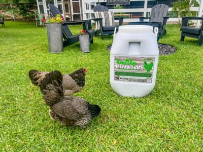 Image showing  Healthy Mealworms, 20 lb. Bucket