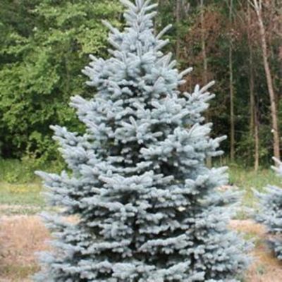 3 gal. Blue Spruce