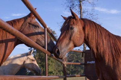 Image showing  10 ft. x 62 in. 6-Bar Utility Panel