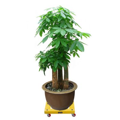 Image showing  300 lb. Capacity KD Furniture Dolly, 16 in. x 16 in.