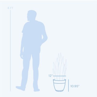 Image showing  3 gal. Plastic Dayton Planter with Saucer, 12 in.