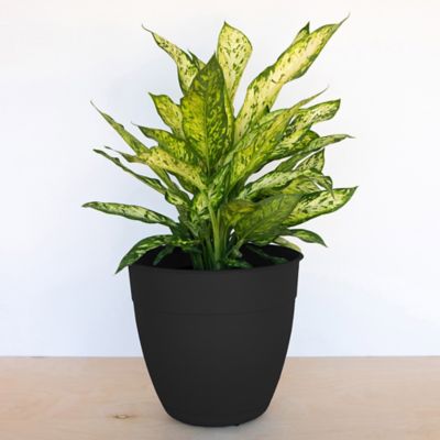 Image showing 5 th Bloem 3 gal. Plastic Dayton Planter with Saucer, 12 in.