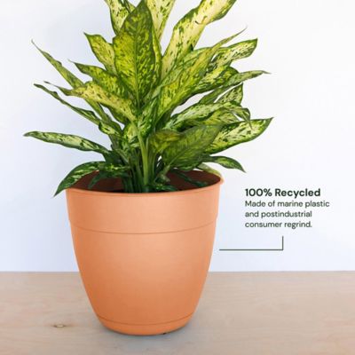 Image showing  3 gal. Plastic Dayton Planter with Saucer, 12 in.