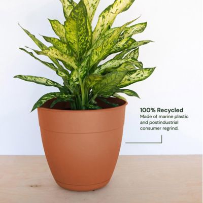 Image showing  3 gal. Plastic Dayton Planter with Saucer, 12 in.