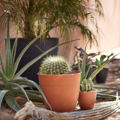 Image showing  3 gal. Plastic Dayton Planter with Saucer, 12 in.