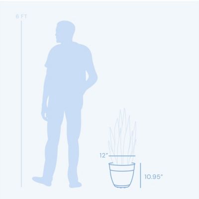 Image showing  3 gal. Plastic Dayton Planter with Saucer, 12 in.